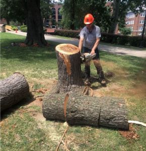 tree-290x300.jpg